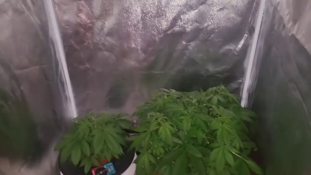 cal mag deficiency cannabis