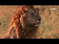Los mejores leones cazadores de la sabana  guerra de leones
