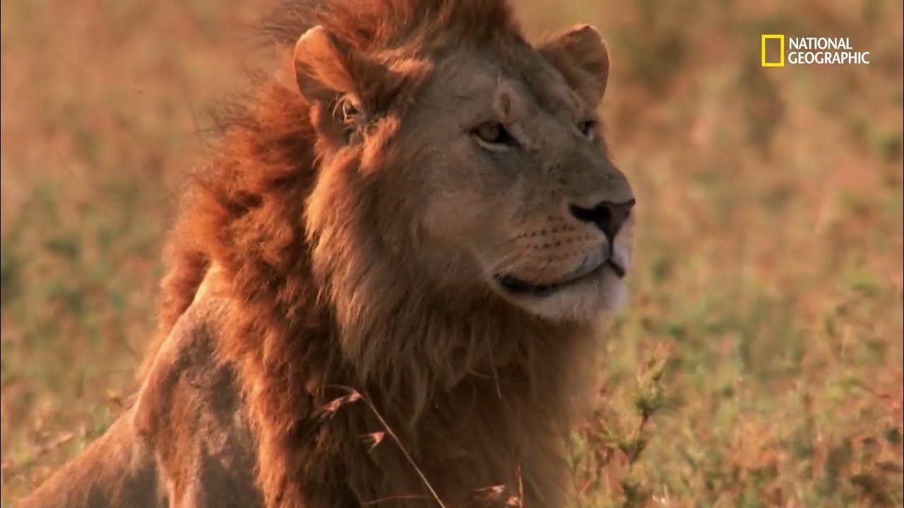Los mejores leones cazadores de la sabana | Guerra de leones - YouTube