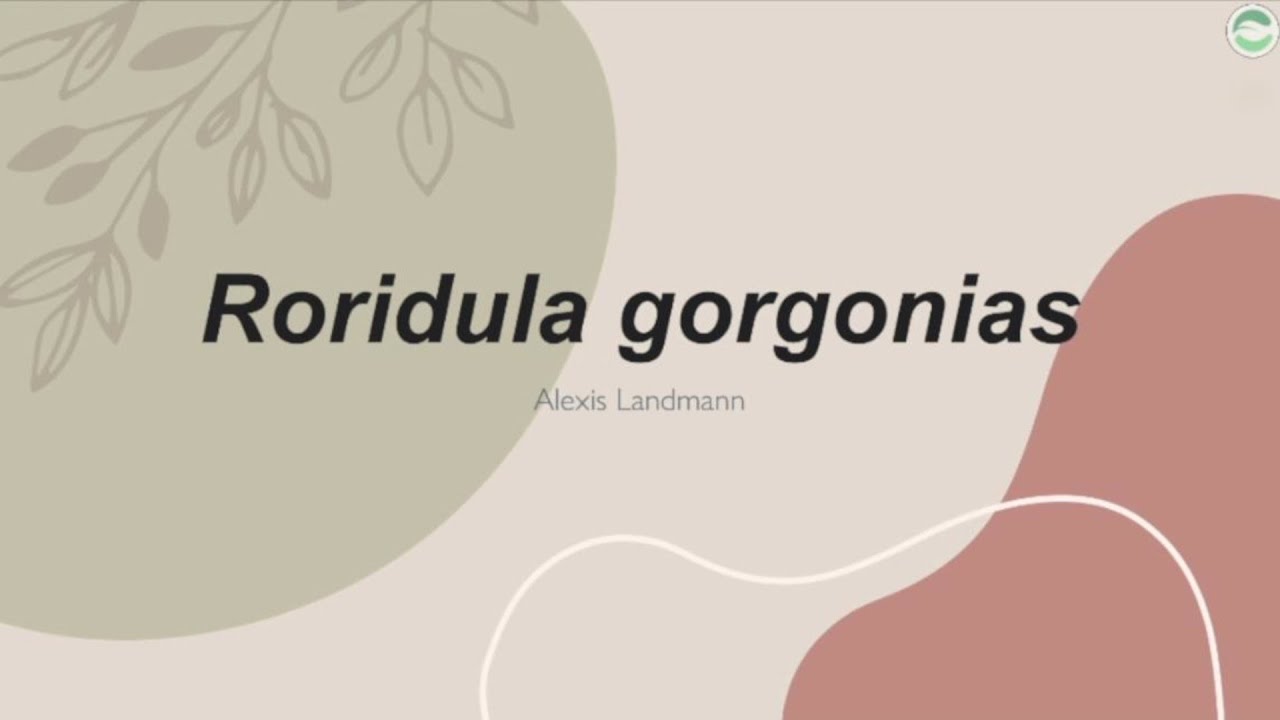 Roridula gorgonias : quand une punaise nourrit une plante carnivore ! Par Alexis Landmann