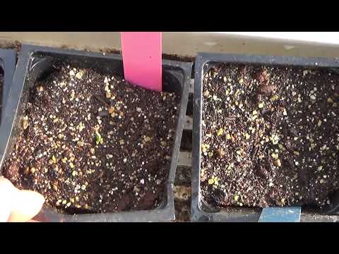 Starting Eggplants From Seed & Eggplant Seedlings Update