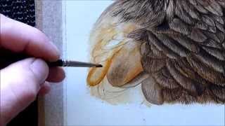 Harris Hawk Bird Watercolour Painting Tutorial - How to paint a feather