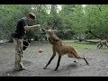 الذئب ذو العرف من أغرب الحيوانات في العالم  MANED WOLF !!!