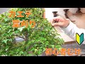 カエデ盆栽 葉刈り [盆栽・初心者]