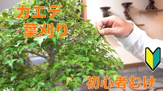 カエデ盆栽 葉刈り [盆栽・初心者]