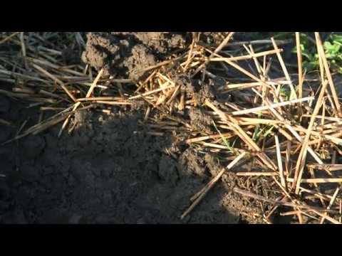 06 - Soil Resilience with Reduced Tillage Techniques