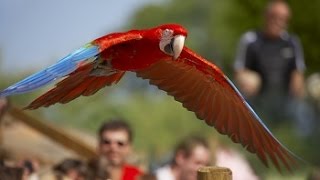 Ara Demonstratie Vogelpark Avifauna