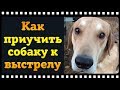 Как приучить собаку к выстрелу. Советы начинающим охотникам.