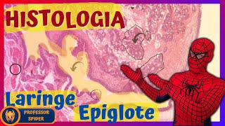 Aula Prática Histologia Do Aparelho Respiratório 24 Histology Guide - Epiglote E Laringe Reup