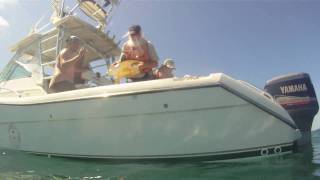 4 - Large Kemp's Ridley Release