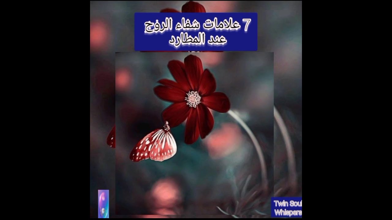 توأم الشعلة/الروح  7علامات قرب شفاء الروح عند المطارد