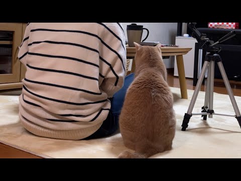 お母さんと寄り添う猫のほのぼのする光景【 #Shorts 】