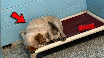 The Broken Heart of The Shelter the Dog Cries From Longing for His Brother, Who Was Adopted