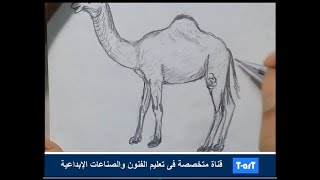 رسم جمل بقلم الرصاص - Camel drawing - YouTube