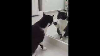 Cat recognizes his reflection (with music)