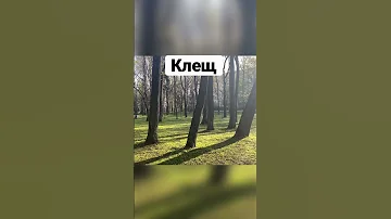 Два периода, когда клещи наиболее активны