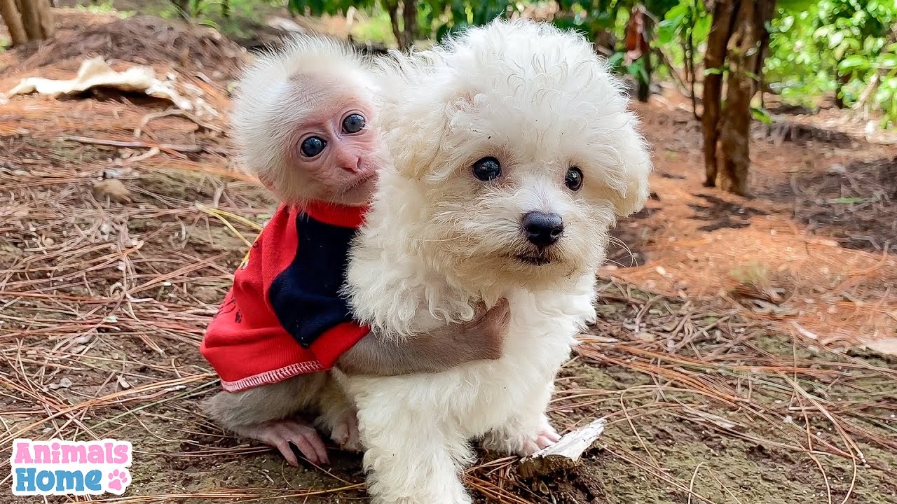 Sweet love of baby monkey and puppy