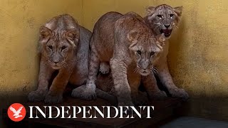 Lions from wartorn Ukraine arrive at Yorkshire Wildlife Park to start new life