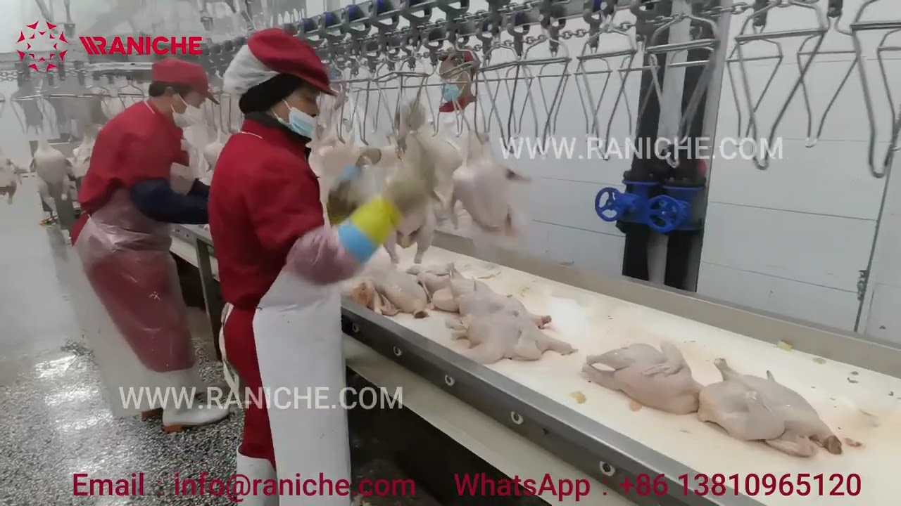 Chicken slaughterhouse 13500BHP processing line manual evisceration