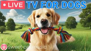 🔴24 Hours of Dog TV🎵🐶Calming Music for Dog Sleep🐾🩷Soothing Music for Dog Stress and Anxiety Relief screenshot 2