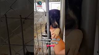 Download Lagu Don't leave me, my love #shortsfeed #dogs #dog #doglove MP3