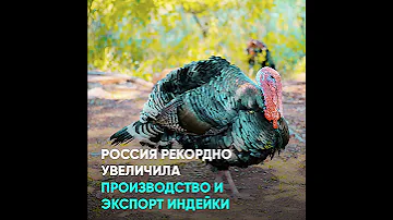 Россия рекордно увеличила производство и экспорт индейки