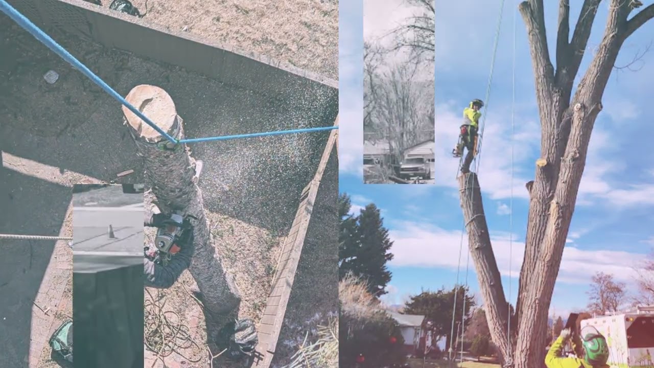 Monster Tree Service of Southwest Denver (Video Ad 2025)