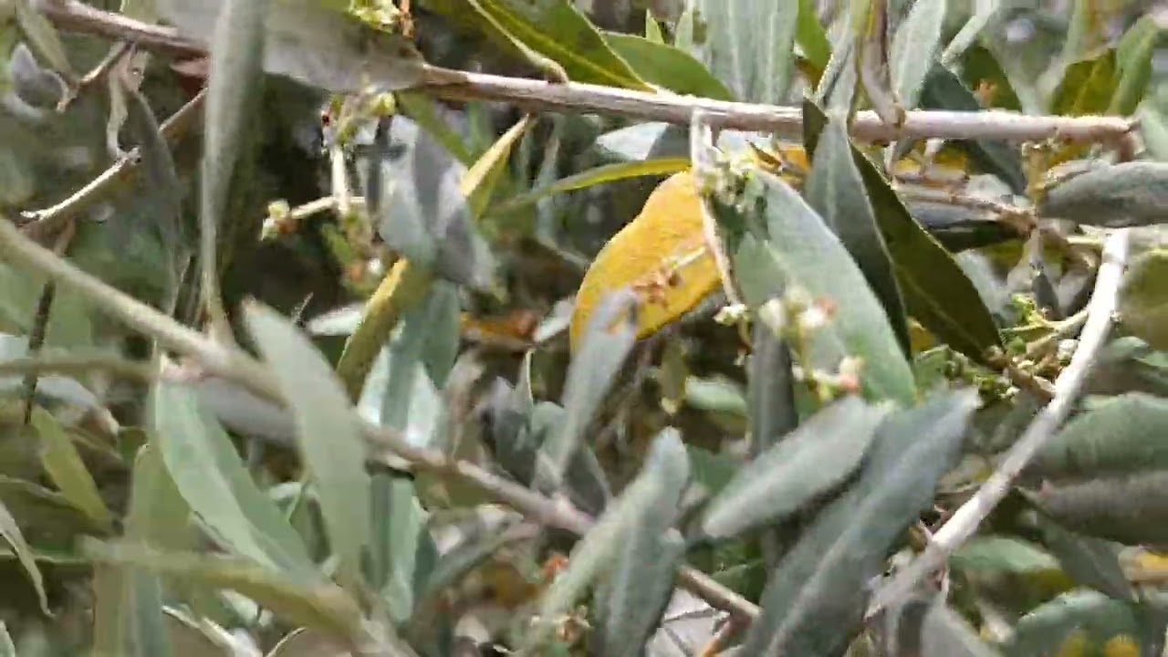 مقارنة بين شجرة زيتون كورونيكي اليوناني مقابل الشملالي أو الشعيبي التونسي koroneiki et chemlali