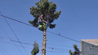 Climbing/ Cutting down blue spruce pine tree job