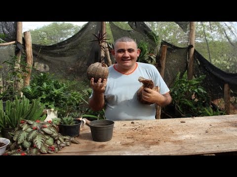 Vídeo: Substrato de coco: instruções, aplicação e comentários