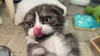 Мимишата купаются в горшке 🤣