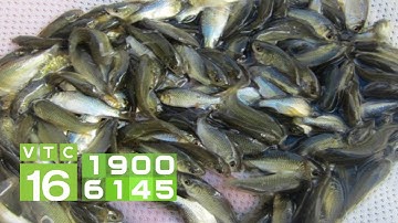 Mua cá chép giống ở đâu chuẩn nhất? | VTC16