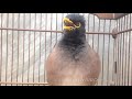 صوت طائر المينا | Pied Myna bird's variety of calls and sounds, Starling Sound Effect