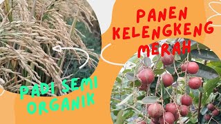 Lihat Padi Semi Organik Punya Eyang | Panen kelengkeng Merah di Tabulampot | Lebaran di rumah Eyang