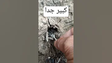 كبير جدا 