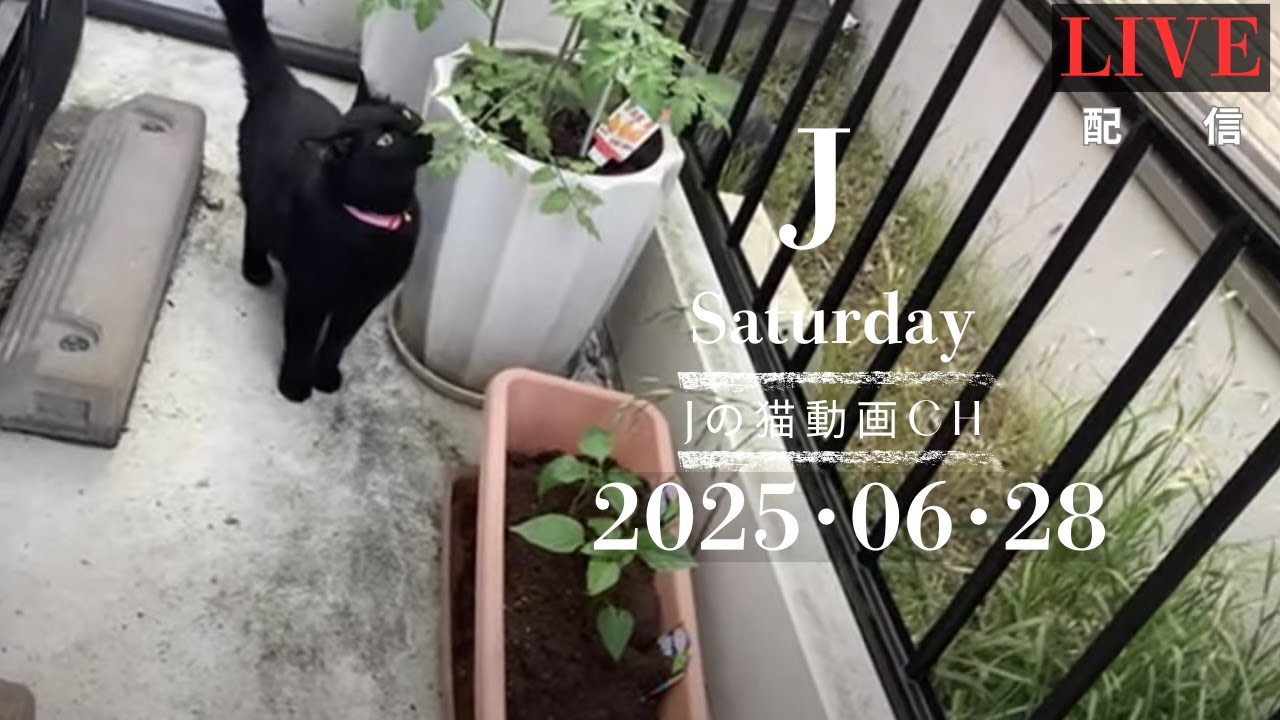  - HeartVod