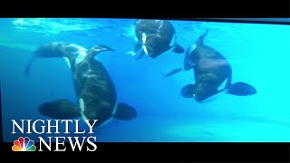 How SeaWorld Is Changing Since Killer Whale Controversies | NBC Nightly News