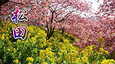 浦ノ崎駅 桜のトンネル Hi Res 4k Saga Uranosaki Station Sakura Tunnel Youtube
