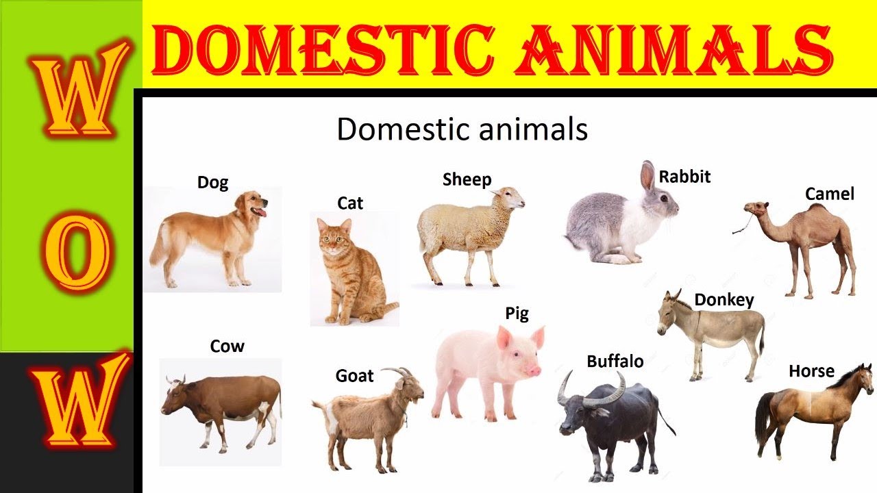 Learn names of Domestic/Farm Animals in English | வீட்டு விலங்குகள் |  Preschool Learning Video - YouTube