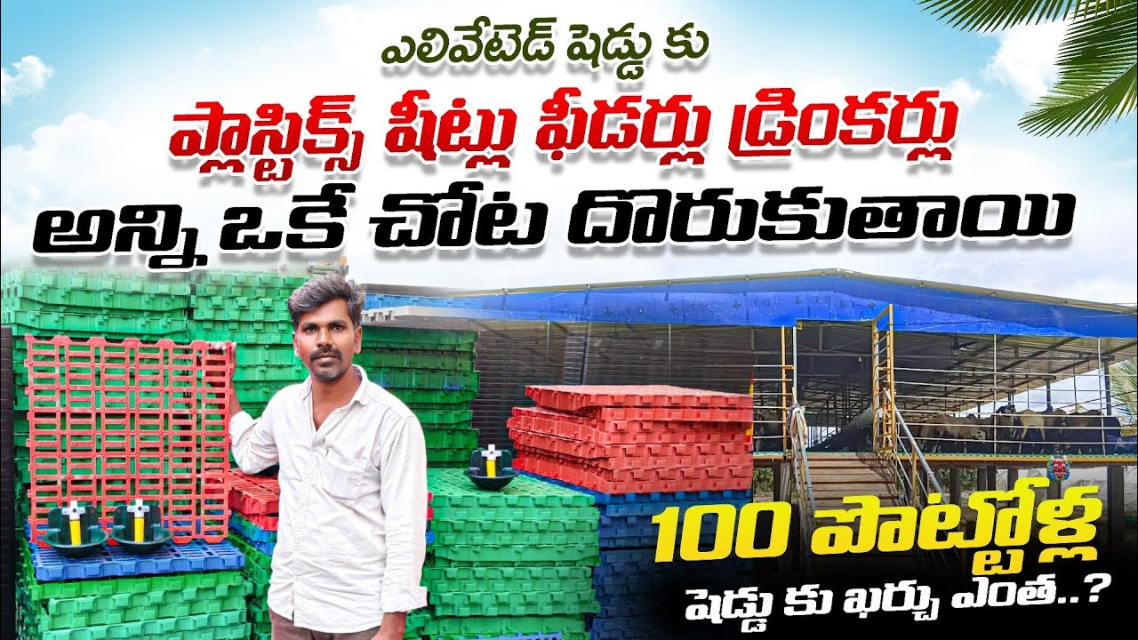 Elevated shed goat sheep farming / పొట్టేళ్ళ పెంపకం తెలుగు / ALIKHANKRK #farming పొట్టేళ్ళ షెడ్డు