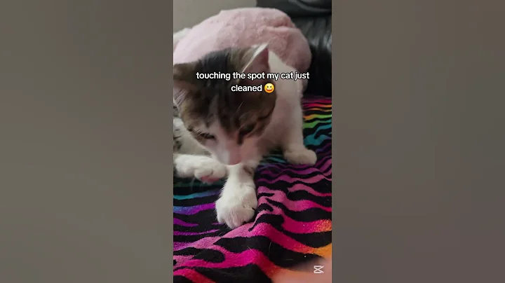 Watch the video about Try Not to Laugh! 🤣 Funniest Cats Caught on Camera! 😹🐾 #cat #catlover #funnycats #funny #cute