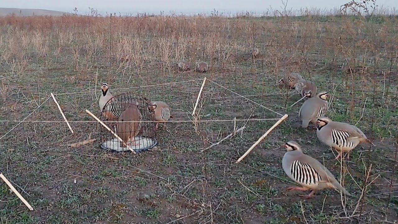 шикори гибрид