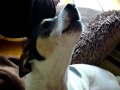 Buster the Howling Parsons Jack Russell
