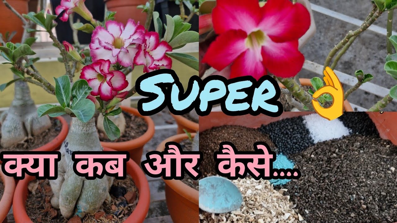 How To FERTILIZE Your Adenium Plants In MARCH MONTH / FIRST FEEDING After DORMANCY😴💤BEST FERTILIZER 