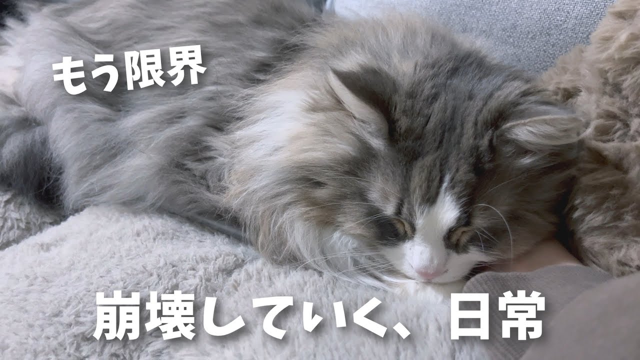 【多頭飼いの限界】突然の嘔吐下痢｜リンパ腫闘病中のジルさまに続き、ロワちゃんの異変