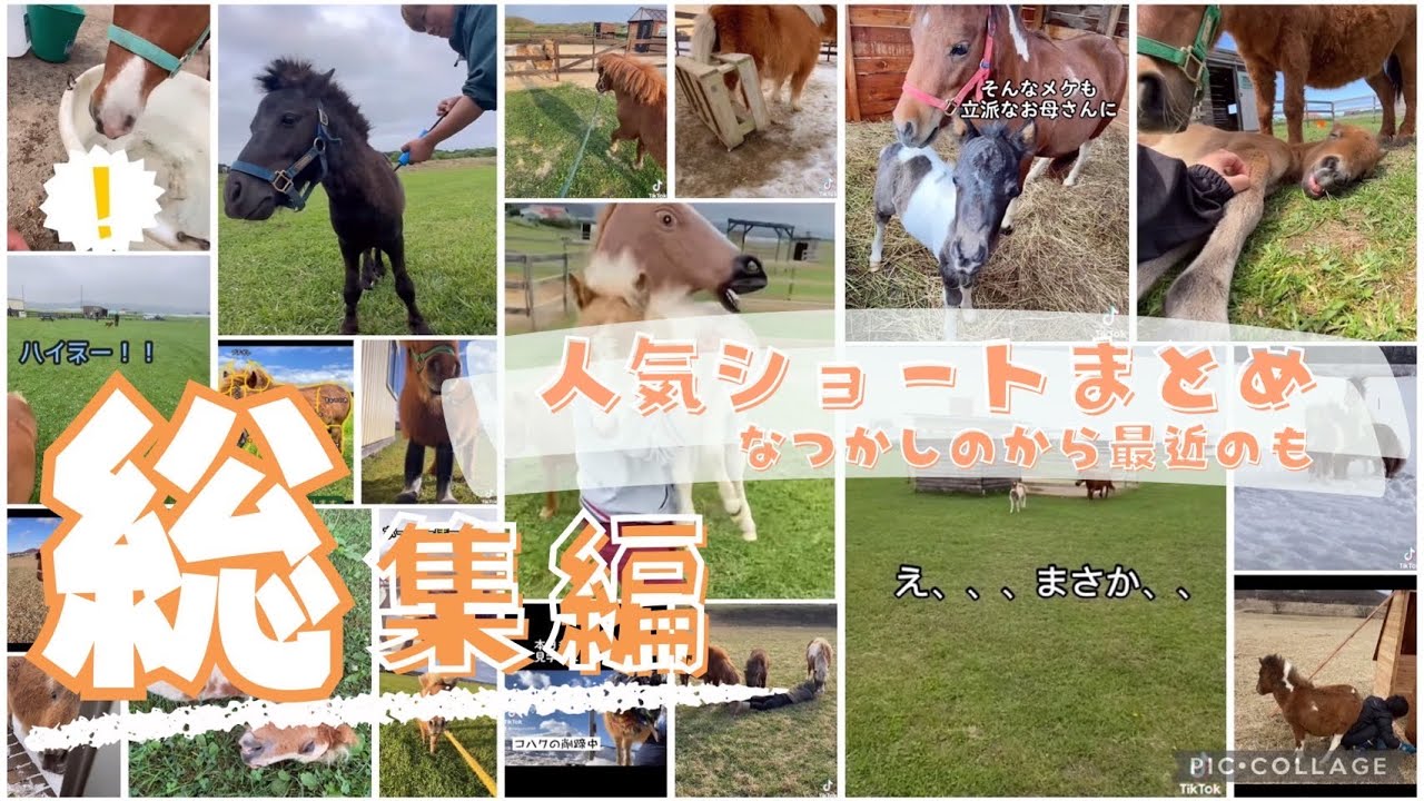 【総集編】人気のショート動画イッキ見！！