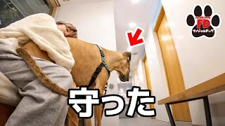 【超大型犬】発作で暴れる中、アルファが守りました