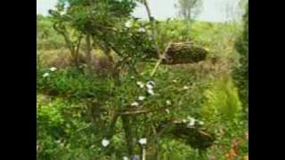 majalengka kosidah al manar ma'hadi