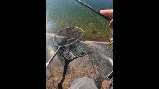 Подсела КРУПНАЯ форелька но Jackall Timon Pepino #norstream #рыбалка #fishing #jackall #спиннинг