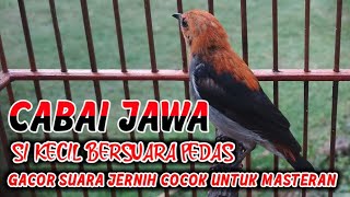 BURUNG KEMADE / CABAI JAWA GACOR NGEPLONG, COCOK BUAT MASTERAN